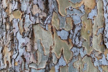 Tan and Gray Tree Bark Texture